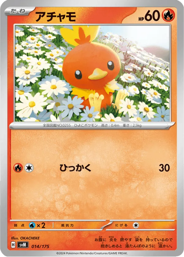 Torchic